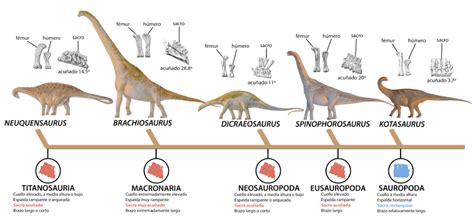 El éxito evolutivo de los dinosaurios saurópodos pudo ...