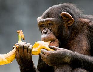El experimento de los monos y las bananas | Fundación Aquae