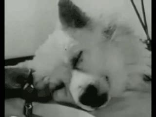El experimento ruso con la cabeza de perro | Wiki | Terror Amino