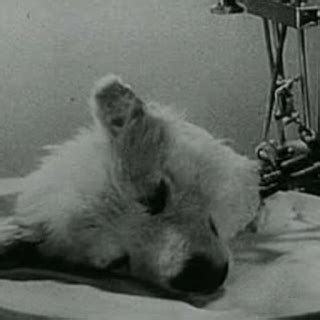 El experimento ruso con la cabeza de perro | Wiki | Terror Amino