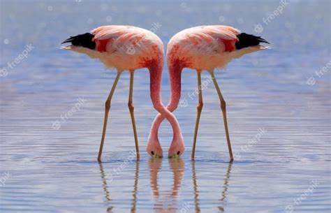 El flamenco rosado de los andes está comiendo en la laguna hedionda en ...