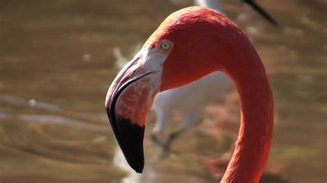 El Flamenco rosado, el ave más vistosa de La Guajira ...
