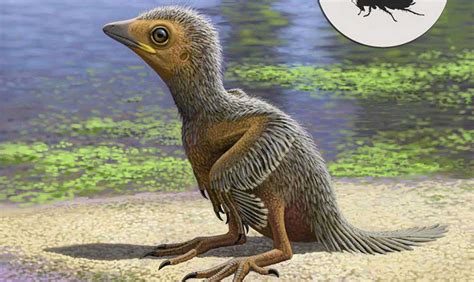 El fósil de un pollito de 127 millones de años ilustra la evolución ...