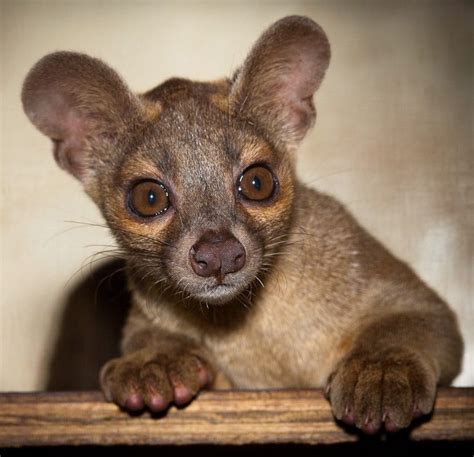 El Fossa | Mascotas