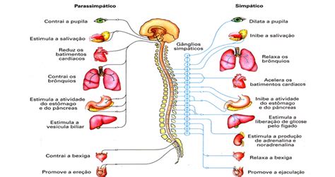 El funcionamiento del sistema respiratorio El funcionamie...