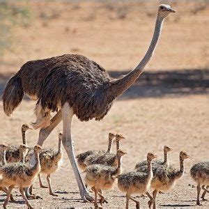¿El futuro está en la crianza de avestruces?   aviNews, la ...