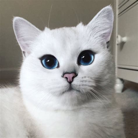 El gato con los ojos azules más hipnóticos que verás jamás.