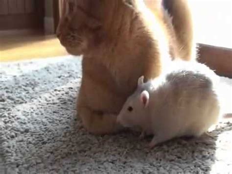 El Gato y los Ratones .. No todo es como se piensa!   YouTube