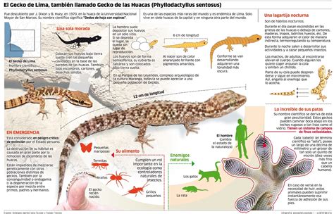 El Gecko de Lima, tambien llamado Gecko de las huacas | Infografías del ...
