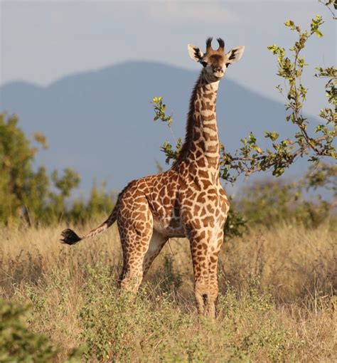 El genoma de las jirafas revela por qué tienen el cuello ...
