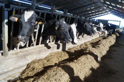 El Gobierno de Asturias ya ha abonado a los ganaderos 63,6 millones de ...