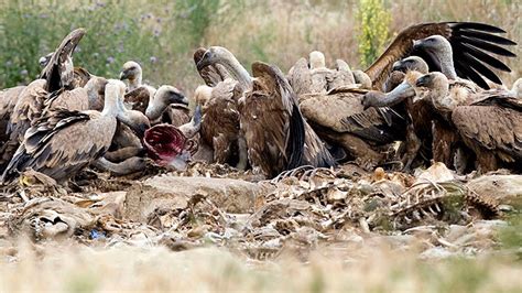 El gobierno vasco intensifica la protección de las aves carroñeras en ...