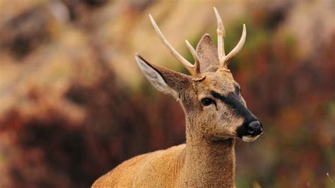 El gran desafío de conservar al Huemul – Pagina V