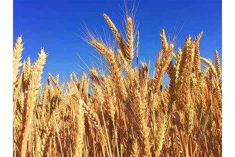 El Granero de México: Sonora produce más de la mitad del trigo nacional ...