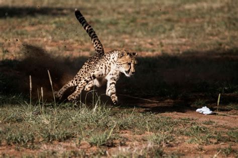 El guepardo, animal terrestre más rápido del mundo, se acerca a su ...