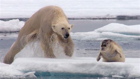 El hambriento oso polar sale a cazar focas   Periodista ...