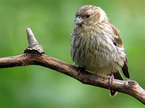 El Herrerillo: Verdecillo  Serinus serinus