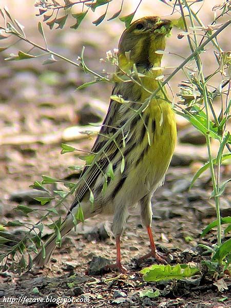 El Herrerillo: Verdecillo  Serinus serinus