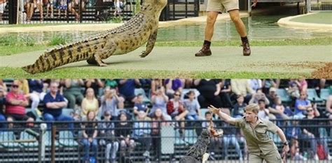 El hijo de Steve Irwin,  El Cazador de Cocodrilos , tras los pasos de ...