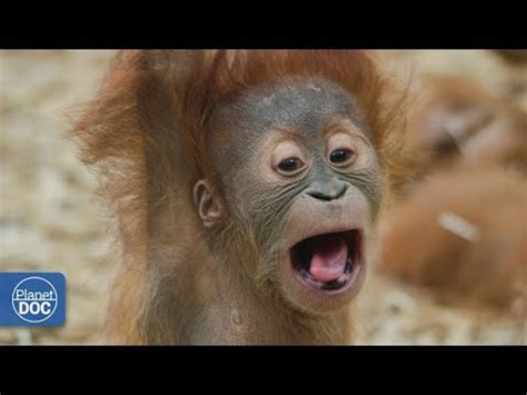 El Hombre Mono  Orangután    YouTube