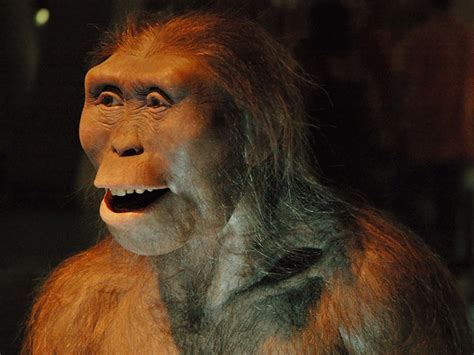 El homínido más antiguo: conoce al Australopithecus ...