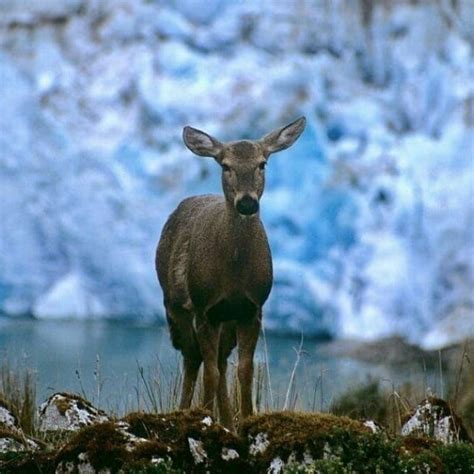 El huemul, huemul o ciervo sur andino, es un mamífero en peligro de ...