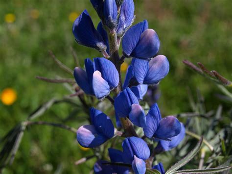 El Huertecillo Natural: Florece el altramuz azul