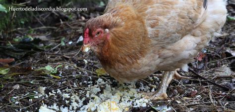El Huerto de la Discordia: ¿Qué comen las gallinas?