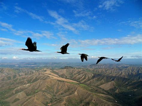 El ibis revela los secretos del vuelo en formación de V de ...
