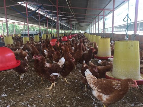 El ICA trabaja para certificar Granjas Avícolas Bioseguras | CONtexto ...