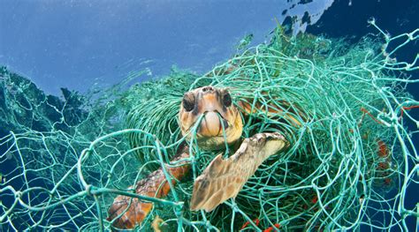 El impacto de la basura marina en la naturaleza | All you ...