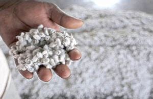 El INASE quiere sabe el origen de la semilla de algodón usada