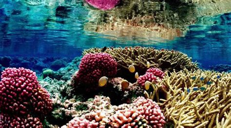El inesperado descubrimiento de un arrecife de coral en el ...