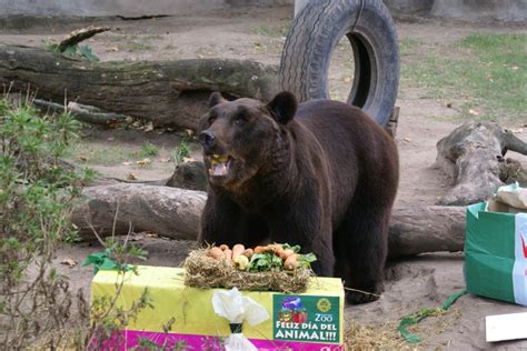EL INFORMATORIO: El Zoo de Buenos Aires celebró el Día del ...