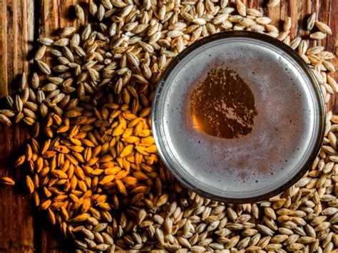 El INTA Bordenave analiza la calidad de la cebada cervecera   Revista ...