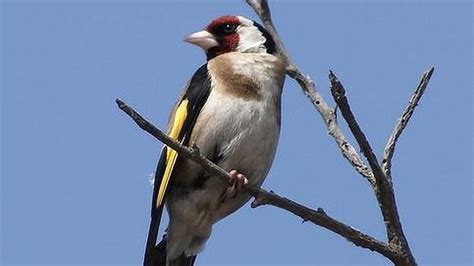 El jilguero es una de las aves cantoras protegidas que ...