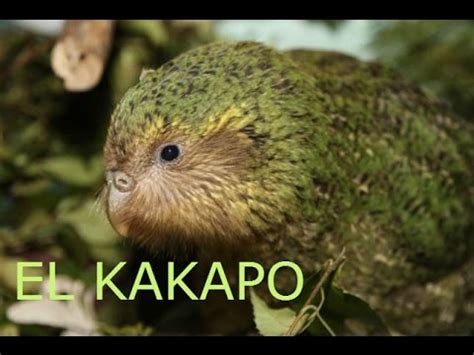 el kakapo el curioso loro que no puede volar   YouTube