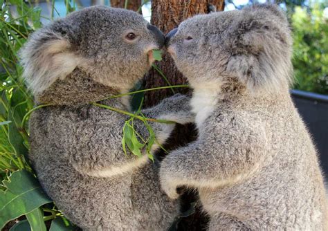 El koala australiano   Curiosidades y cómo encontrarlos ...