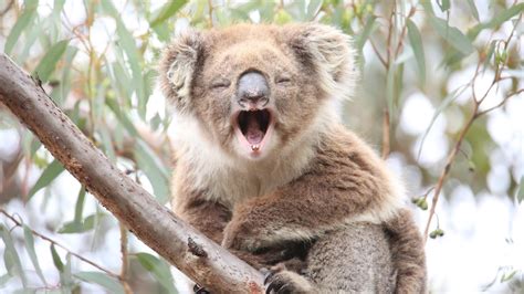 El Koala: el más famoso de Australia   Magia y diversión | Rancho Mágico