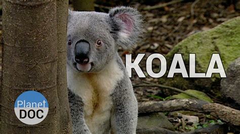 El Koala y sus Hábitos | Animales Salvajes   Planet Doc ...