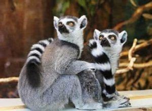 El Lemur Caracteristicas, Que Come, Donde Vive ...