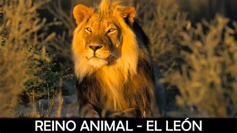 El león: Animales Salvajes   YouTube