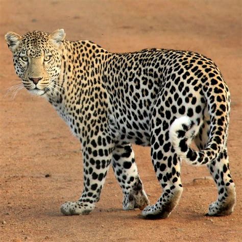 El Leopardo, un felino fuerte y veloz | Animales Salvajes