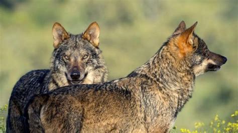 El lobo Ibérico el depredador de la península | La Verdad ...