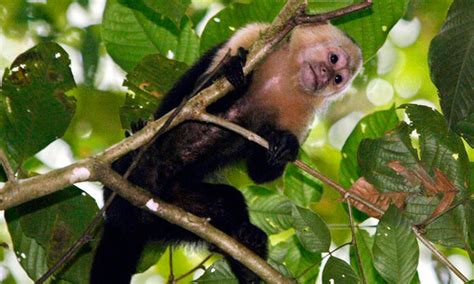 El loco caso del mono capuchino que paralizó a la Ciudad de México… y ...