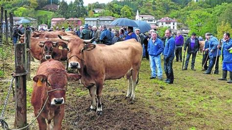 El mal tiempo desluce la feria de ganado de Gera, en Tineo | El Comercio