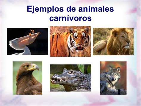 EL MARAVILLOSO MUNDO DE LOS ANIMALES: ANIMALES TERRESTRES