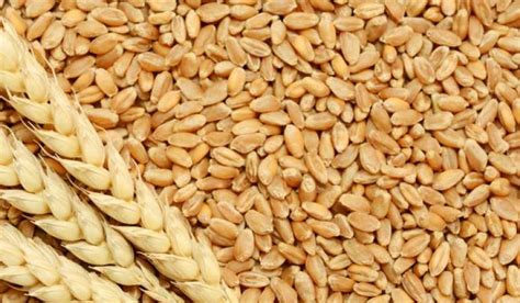 El mercado de cereal sigue esperando el aumento de las exportaciones de ...