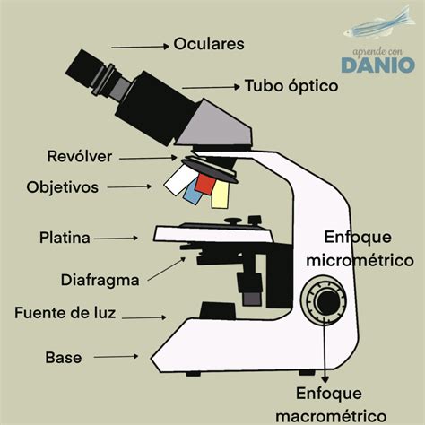 El microscopio   Aprende con Danio