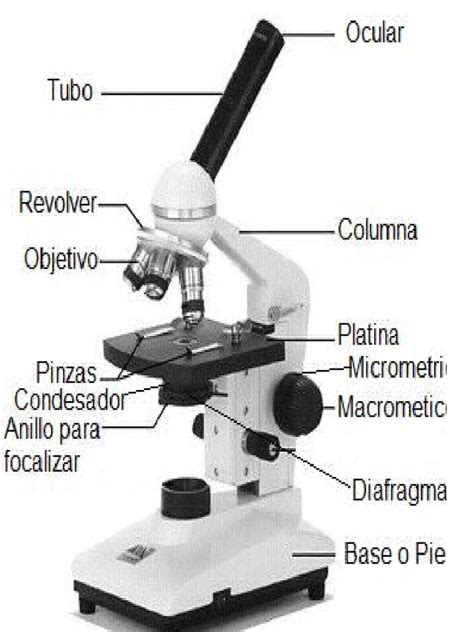 El Microscopio Fue Inventado Por Un Fabricante de Anteojos ...